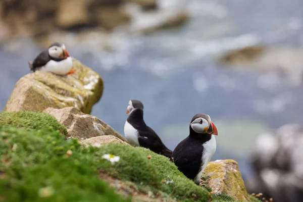 Wilde Meeresvögel Atlantische Papageitaucher an der Küste von Saltee Island, Wexford, Irland — Stockfoto