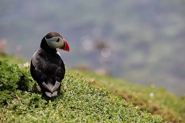 Puffin standing on a rock cliff . fratercula arctica — Stock Photo, Image