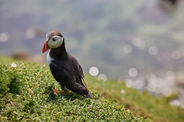 Frailecillo de pie sobre un acantilado de roca. fratercula arctica —  Fotos de Stock