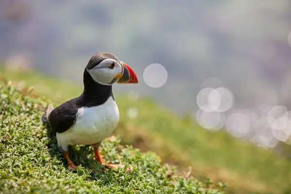 Frailecillo de pie sobre un acantilado de roca. fratercula arctica —  Fotos de Stock