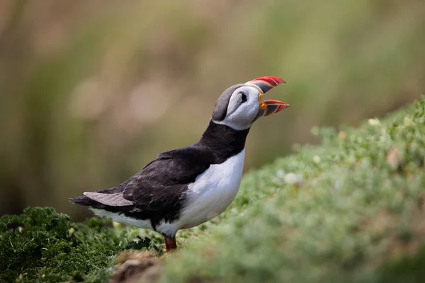 Puffin står på en klippbrant. fratercula arctica — Stockfoto