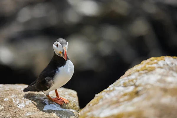 Papegaaiduiker die op een rots staat. fratercula arctica — Stockfoto
