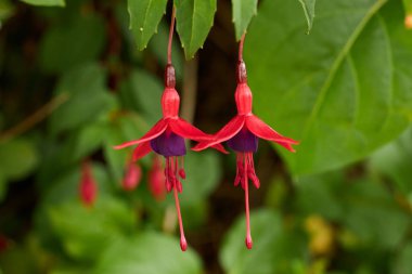 Bitkilerle çevrili Fuchsia çiçeği. Güzel çiçek arkaplanı. bahar konsepti.