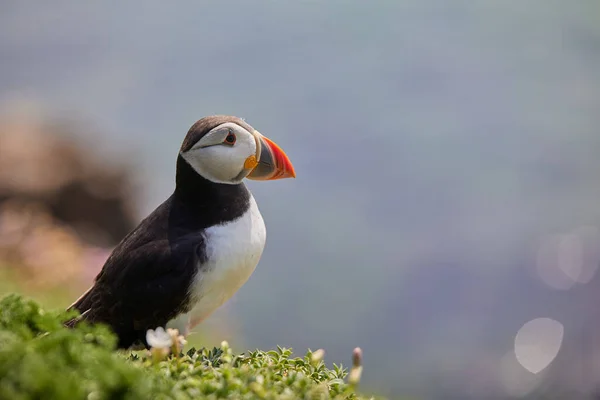 Puffin de pé em um penhasco. fratercula arctica — Fotografia de Stock