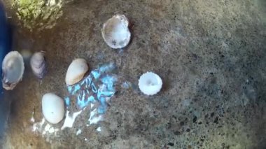 kabuk grubu kıyıda parlayan bir suda