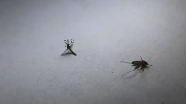 Mosquito Blanco Opaco Mientras Está Spray Insecto — Vídeos de Stock