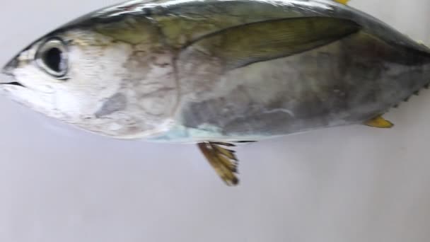 Сияние Рыбы Тунца Свежее Базовом Мокром Рынке — стоковое видео