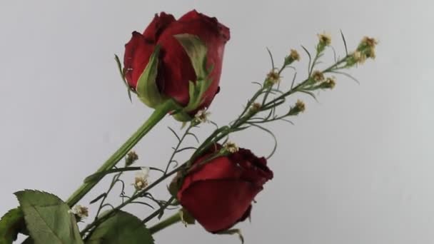 Röd Ros Ett Gäng Färska Naturliga Blad Blomma — Stockvideo