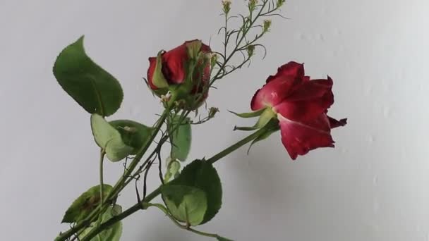 Rosa Rossa Mazzo Fresco Foglia Naturale Fiore — Video Stock