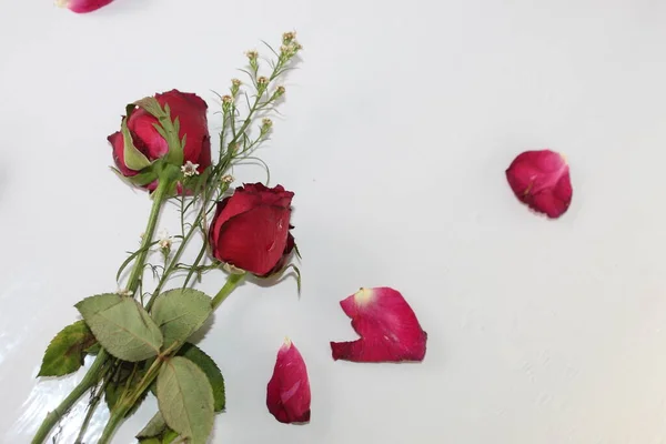 Yeşil Yapraklı Gül Yaprağı Güzel Çiçek Doğası