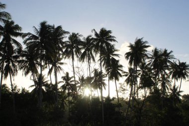 Yüksek katlı Hindistan cevizi ağacı olan Plaj Cenneti