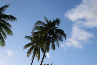 Gökyüzü Mavi Yaz Cenneti Plaj Doğa Manzarası Doğası