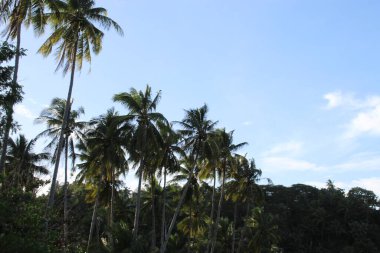 Gökyüzü Mavi Yaz Cenneti Plaj Doğa Manzarası Doğası