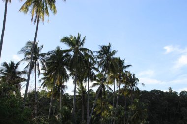 Gökyüzü Mavi Yaz Cenneti Plaj Doğa Manzarası Doğası