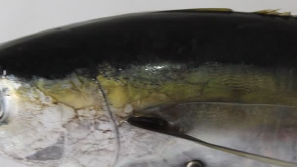 Tonfisk Gul Pin Fish Kilogram Färsk Lyster — Stockvideo