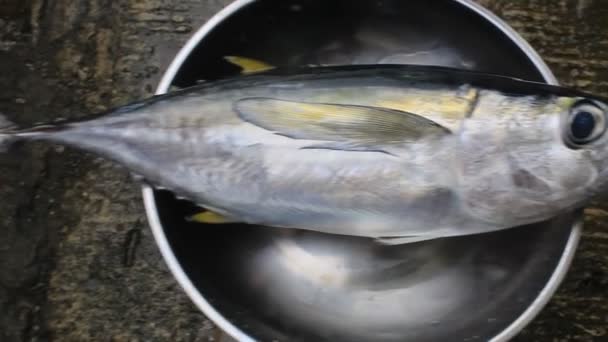 Pescado Pin Amarillo Atún Kilogramos Brillo Fresco — Vídeo de stock