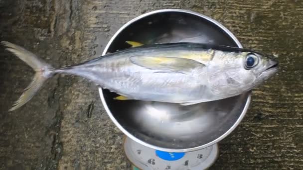 Tonfisk Gul Pin Fish Kilogram Färsk Lyster — Stockvideo