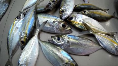 Ekranda Taze Balık Pazarı