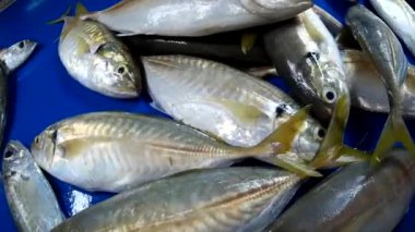 Serin Taze Balık ve Sebze Ekran Pazarında