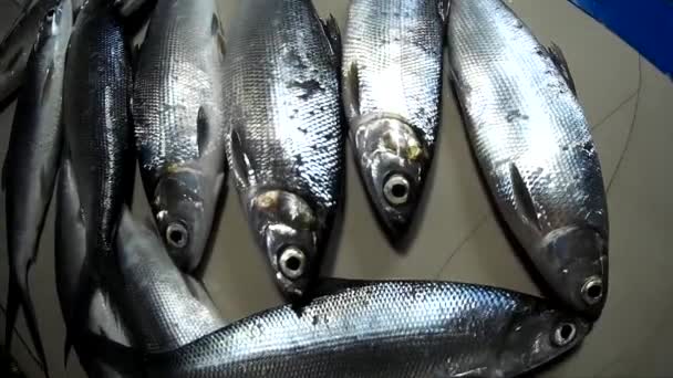 Serin Taze Balık Sebze Ekran Pazarında — Stok video