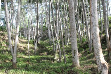 Kurumsal Vuruş Üzerine Orman Ağacı 