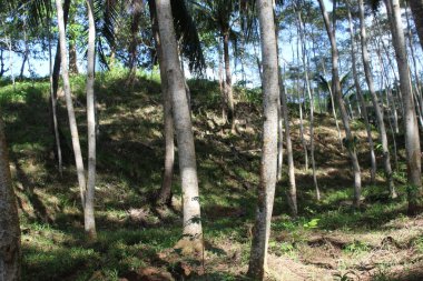 Bahçede taze bitki yaprağı yetişiyor.