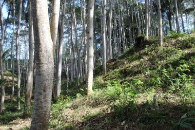 Bahçede taze bitki yaprağı yetişiyor.