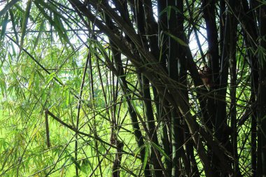 Bahçede taze bitki yaprağı yetişiyor.