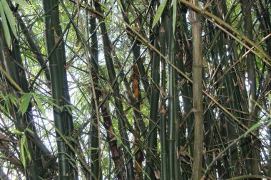 Bir demet Bambu Ağacı Bahçenin Dalında