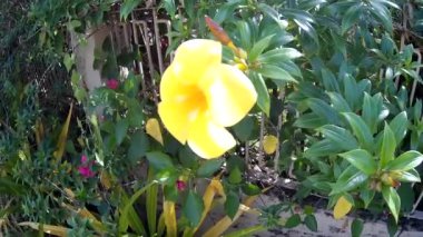 Doğa Bahçesi 'nde Fetal Yellow ve Red Flower' la Yuvarlanan Yabani otları vur Güneşli Saati Odakla