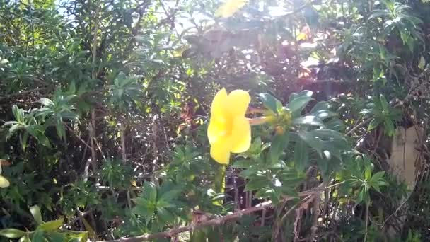 Bahçedeki Yeşil Yaprak Doğa Sarı Çiçeği — Stok video