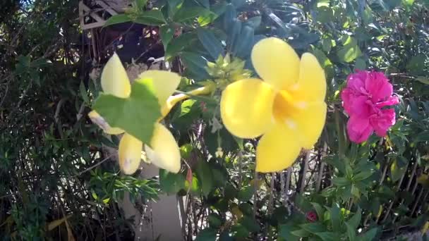 Shoot Rolling Weeds Έμβρυο Κίτρινο Και Κόκκινο Λουλούδι Στον Κήπο — Αρχείο Βίντεο