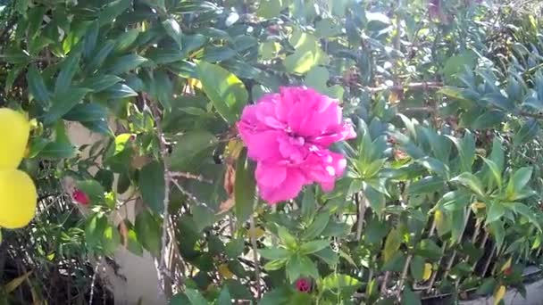 日当たりの良い時間で自然園のフィールドフォーカスで花弁黄色と赤の花でローリング雑草を撃つ — ストック動画