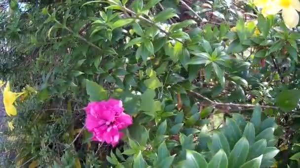 Sparare Rolling Weeds Con Fetale Giallo Rosso Fiore Natura Giardino — Video Stock
