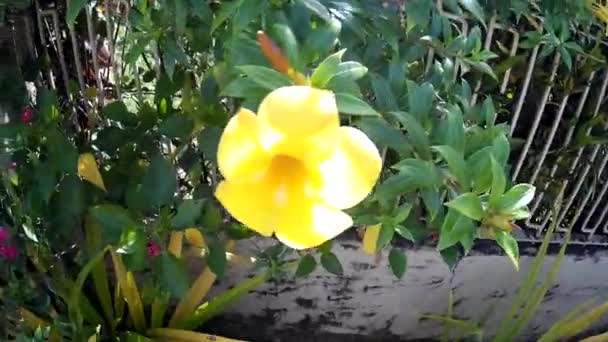 Strzelaj Rolling Weeds Płodu Żółty Czerwony Kwiat Przyrodzie Pole Ogród — Wideo stockowe
