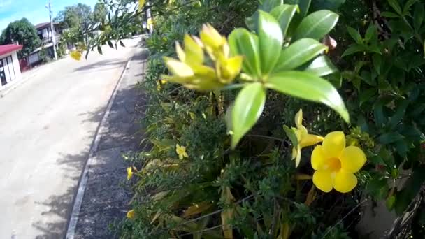Dispara Las Malas Hierbas Rodantes Con Flor Amarilla Roja Fetal — Vídeos de Stock