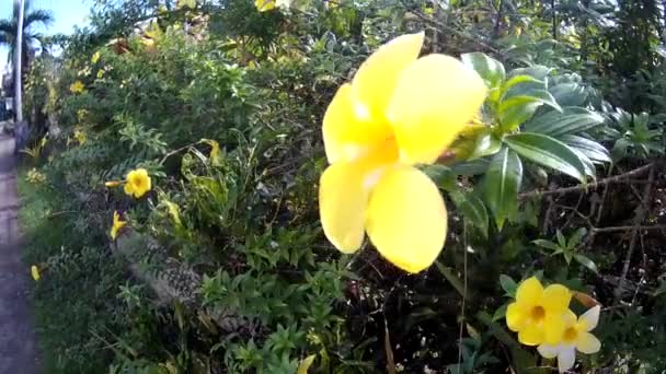 Dispara Las Malas Hierbas Rodantes Con Flor Amarilla Roja Fetal — Vídeos de Stock