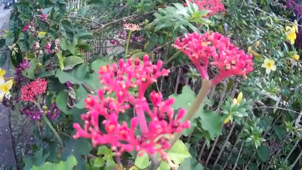 Skyd Rullende Ukrudt Med Føtal Gul Rød Blomst Nature Garden – Stock-video