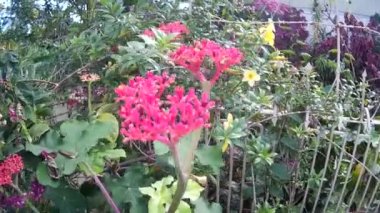 Doğa Bahçesi 'nde Fetal Yellow ve Red Flower' la Yuvarlanan Yabani otları vur Güneşli Saati Odakla