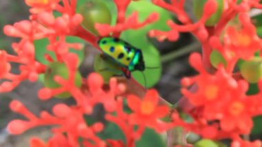 Sersemletici çiçek Bahçe Yeşil Yaprak