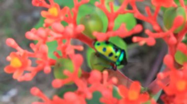 Sersemletici çiçek Bahçe Yeşil Yaprak