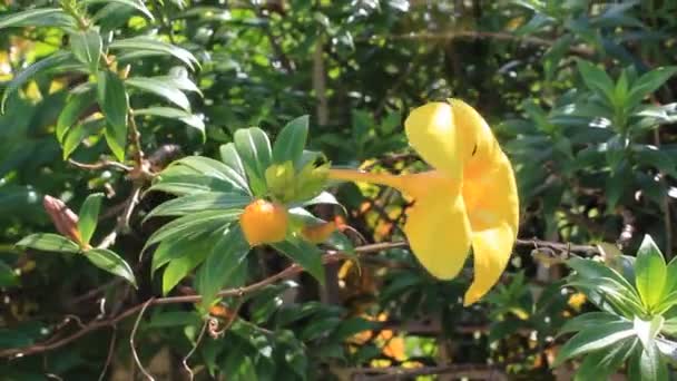 Wspaniały Kwiat Ogrodzie Lato Zielony Liść — Wideo stockowe