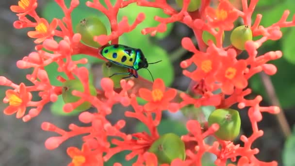 Приголомшлива Квітка Саду Літній Зелений Лист — стокове відео