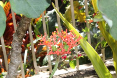 Bahçe bahçesinde yapraklı güzel bir çiçek. 