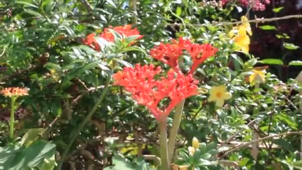 Superbe Fleur Sur Jardin Feuille Verte Été — Video