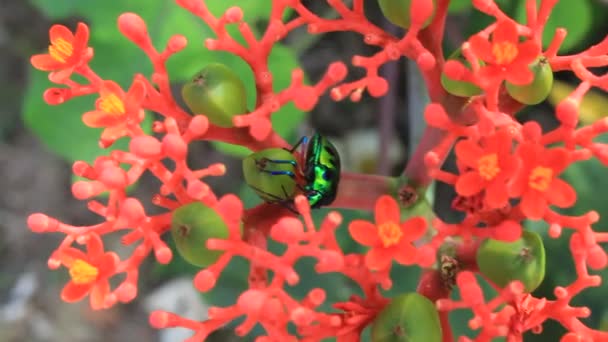 Superbe Fleur Sur Jardin Feuille Verte Été — Video
