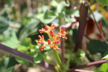 Atış Üzerine Güzel Doğa Süslemesi Odaklanma Üzerine Çiçek