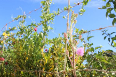 Çekici Yaprak Çiçeği Yuvarlanan çekimlerin Kırmızı Renk Ayarlarıyla 