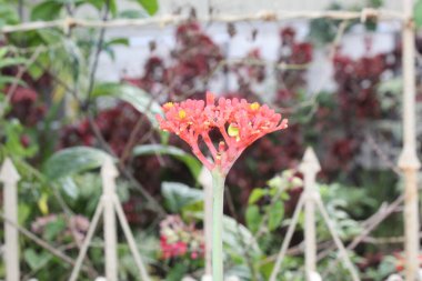 Yüzeydeki Sersemletici Çiçek Otu Üzerine Kapalı Böcek Böcekleri