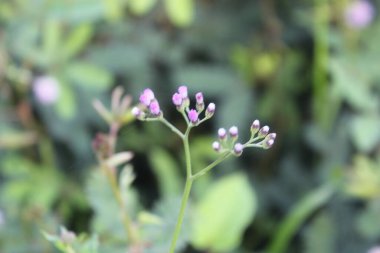 Tarlada Yaprak Bahçesi Vahşi Çiçeği